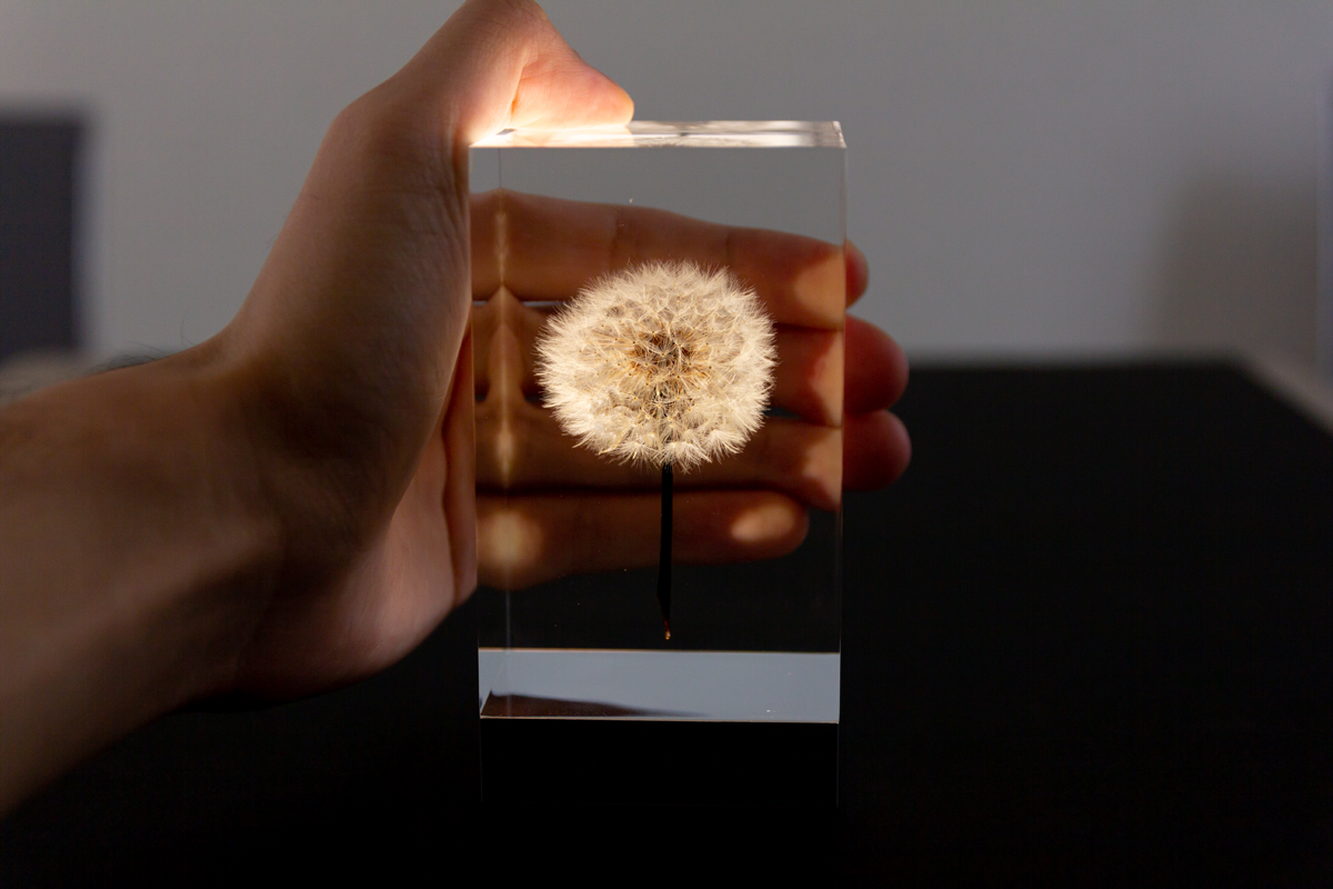 たんぽぽの美しさをいつまでも楽しむことができる有機ELを使ったアクリルオブジェ | OLED TAMPOPO LIGHT by TAKAO INOUE