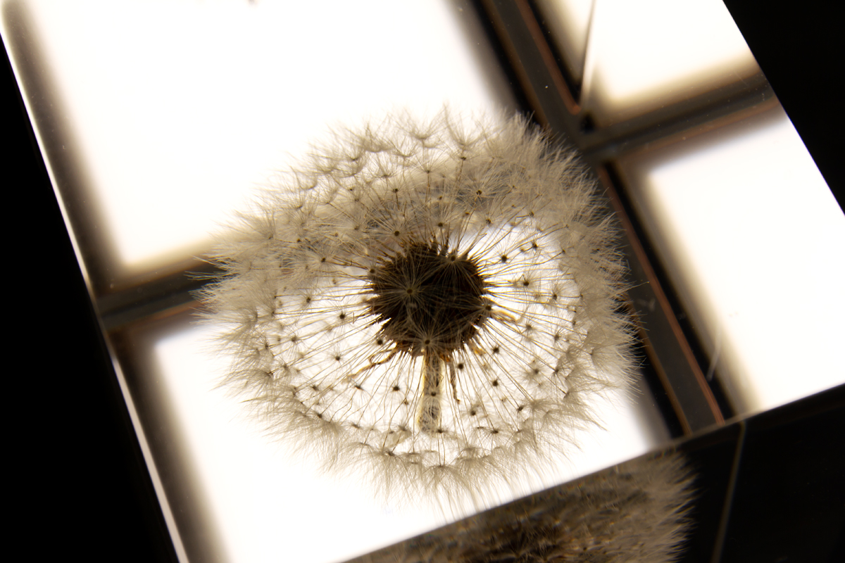 長時間寿命の有機LEを使った照明・アクリルオブジェ | OLED TAMPOPO LIGHT by TAKAO INOUE