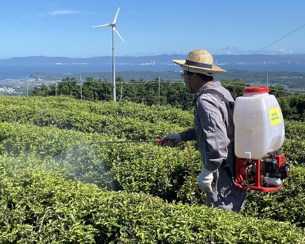 『JIN』の契約農家では、この「好熱菌発酵物」を希釈し、月に1、2回、葉っぱ全体にかかるように噴霧。|「日本山人参茶」同様、「好熱菌発酵物」で育てた、その名も「日本無垢茶」