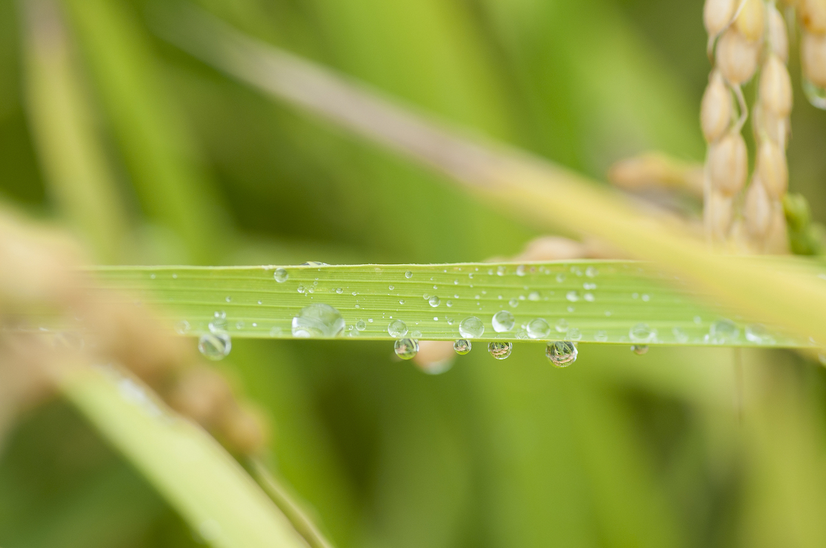 雨がスルスルと滑り落ちる撥水力。日中はサコッシュ、肌寒い朝晩はアウターに、旅やアウトドア、レジャーにぴったりな「バッグ一体型パーカー」| SANYO ENJIN