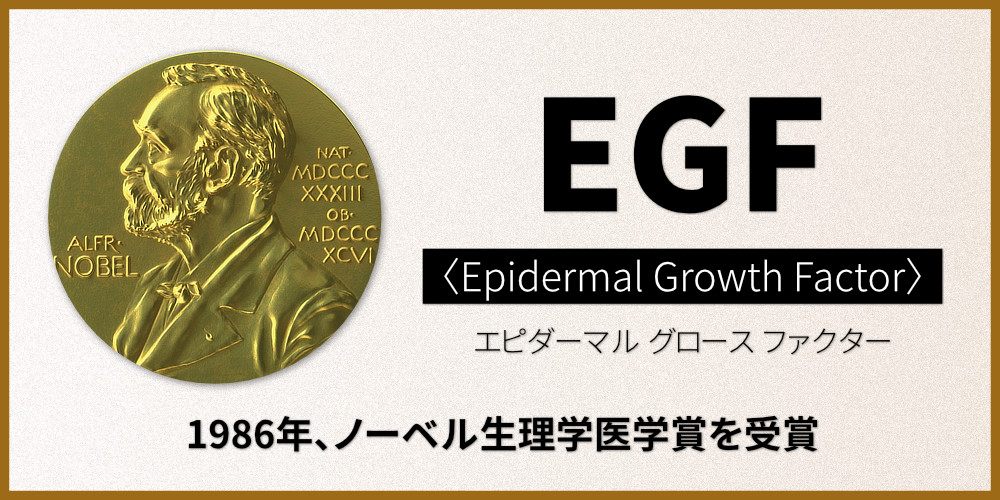 正式名はEpidermal Growth Factor(エピダーマル グロース ファクター)、日本語では「上皮成長因子」、化粧品成分では「ヒトオリゴペプチド-1」と表記|ノーベル賞を受賞した細胞組織再生医療成分を配合したアンチエイジング美容液「EGF(イージーエフ)エクストラエッセンス パーフェクトナチュラル」