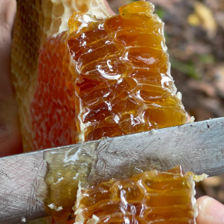 ハチミツ、プロポリス、ミツバチ花粉の倉庫。六角形の壁の材料になっている「蜜ロウ」は、働きバチの腹部の腺から分泌されたもので、ビタミンやミネラルが豊富。|世界最古の採蜜の地・ジョージアから届いた、野生のままの巣ごとハチミツ『JARA Honey(ジャラハニー)』