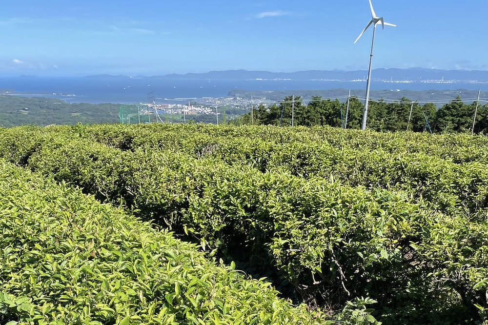 最初は苦くても、毎日飲んでいると慣れてきて、苦くなくなることが多いというのも不思議です。ビタミン、ミネラルたっぷりの健康茶|「日本山人参茶」同様、「好熱菌発酵物」で育てた、その名も「日本無垢茶」