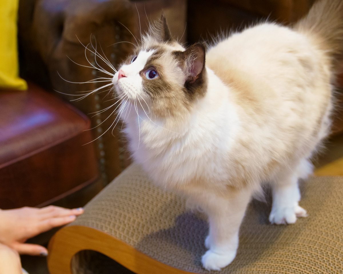 猫にとって、爪は獲物をとらえたり、自分の身を守ったりするための大切なもの|お洒落なペットグッズ「猫の爪とぎ」耐久性抜群な爪研ぎスツール『MOCK things by hand(モック シングス バイ ハンド)』