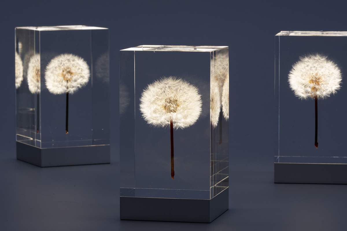 ひとつひとつの表情の違いが楽しめる、生花のたんぽぽを閉じ込めたアクリルオブジェ | OLED TAMPOPO LIGHT by TAKAO INOUE