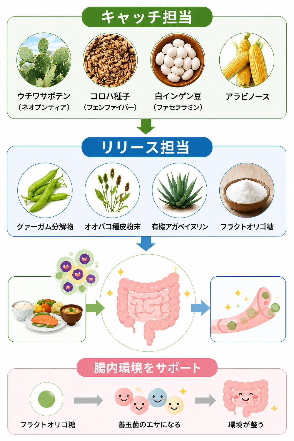 食物繊維でキャッチ＆リリースする「トリプルカッター EXグランプロ｜エステプロラボ