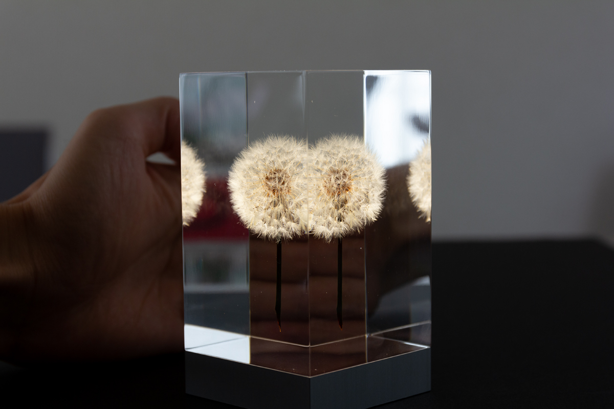 2.生花のたんぽぽを閉じ込めたゆらぎ照明・アクリルオブジェ | OLED TAMPOPO LIGHT by TAKAO INOUE