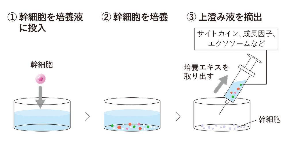 「幹細胞」とは、自ら分化して、カラダの細胞を作り出す能力をもつ細胞「ヒト幹細胞」を配合したUNU＋ ment（アンユメント）の３日間集中美容液「リバイタライズ FDセラム」