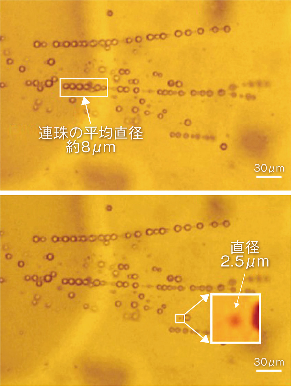 Image: https://1fl0kyr79c.user-space.cdn.idcfcloud.net/photographes/e1fcce60467720395a48232695c2adb5.jpg プロアスリートの休養、わが家で。国際特許技術で、体内の水分にアプローチ|《10日間レンタル》国際特許技術で、体内の水分にアプローチする「リカバリー&スリープデバイス」|WOTT