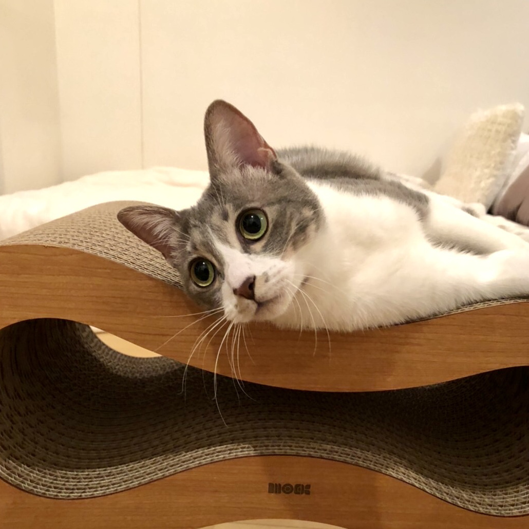 爪とぎをすることで、自分の縄張りを主張しています|お洒落なペットグッズ「猫の爪とぎ」耐久性抜群な爪研ぎスツール『MOCK things by hand(モック シングス バイ ハンド)』