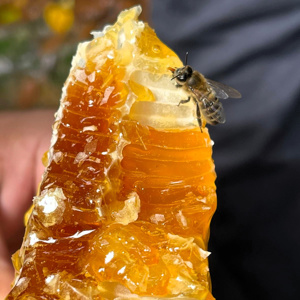 《スティックタイプ5g×30包／箱入り》非加熱・無濾過　世界最古の採蜜の地・ジョージアから届いた、希少ハチミツ｜JARA Honey