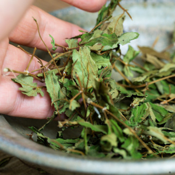 不摂生代表・柿山、健康スイッチ入った!|《10包入り》農薬不使用・ノンカフェイン、ビタミン・ミネラル・アミノ酸たっぷりの「日本山人参茶」|JIN