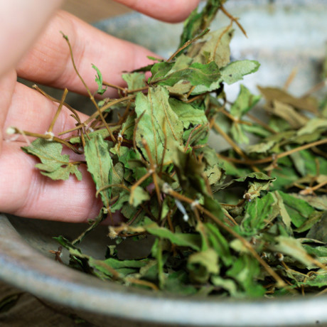 不摂生代表・柿山、健康スイッチ入った!|《10包入り》農薬不使用・ノンカフェイン、ビタミン・ミネラル・アミノ酸たっぷりの「日本山人参茶」|JIN