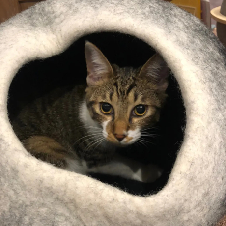 MONOCO OUTLET｜【13,200円→6,600円】最高品質メリノウール使用の 猫専用「ハンドメイドベッド」｜Cat Cavern