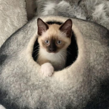 MONOCO OUTLET｜【13,200円→6,600円】最高品質メリノウール使用の 猫専用「ハンドメイドベッド」｜Cat Cavern