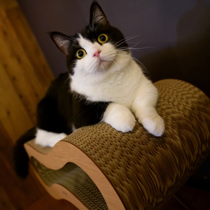 作品名『爪を研ぐ猫』 | 思いっきりガリガリしても、美しいまま