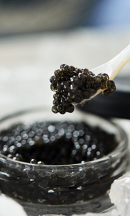 国産キャビア on 寿司、もうたまらん！｜クラッカーNG 、至福の旨みと口溶け